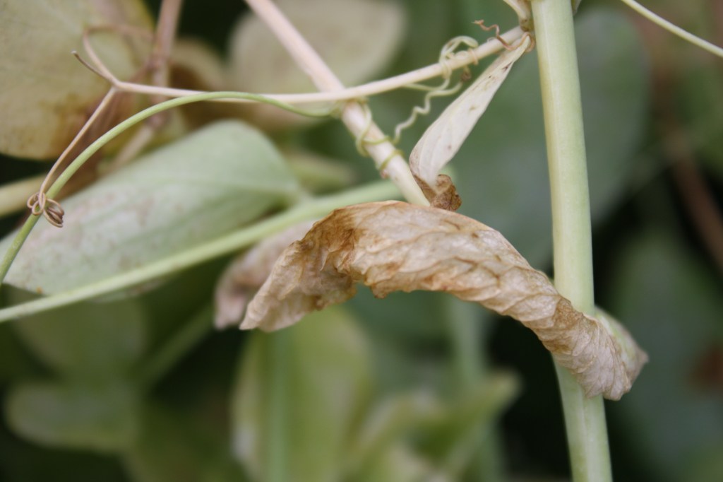 Drought Insect Drought | Making of a Home